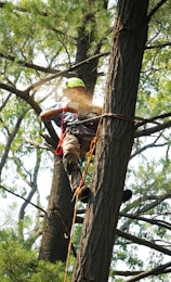 man in red and black shirt climbing on brown tree during daytime
