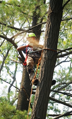 tree services edmond ok