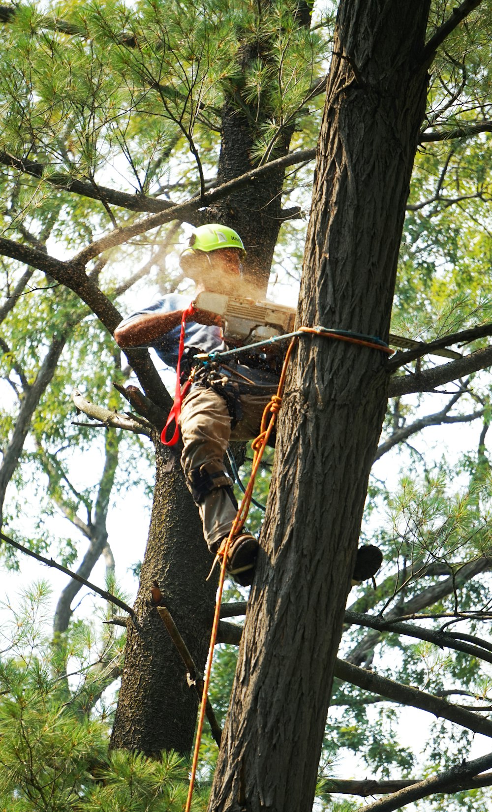 Mann in rot-schwarzem Hemd klettert tagsüber auf braunen Baum