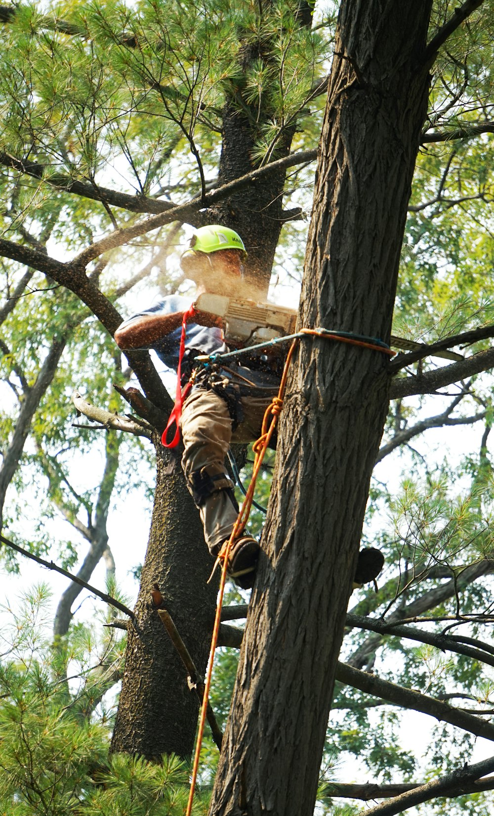 man in red and black shirt climbing on brown tree during daytime