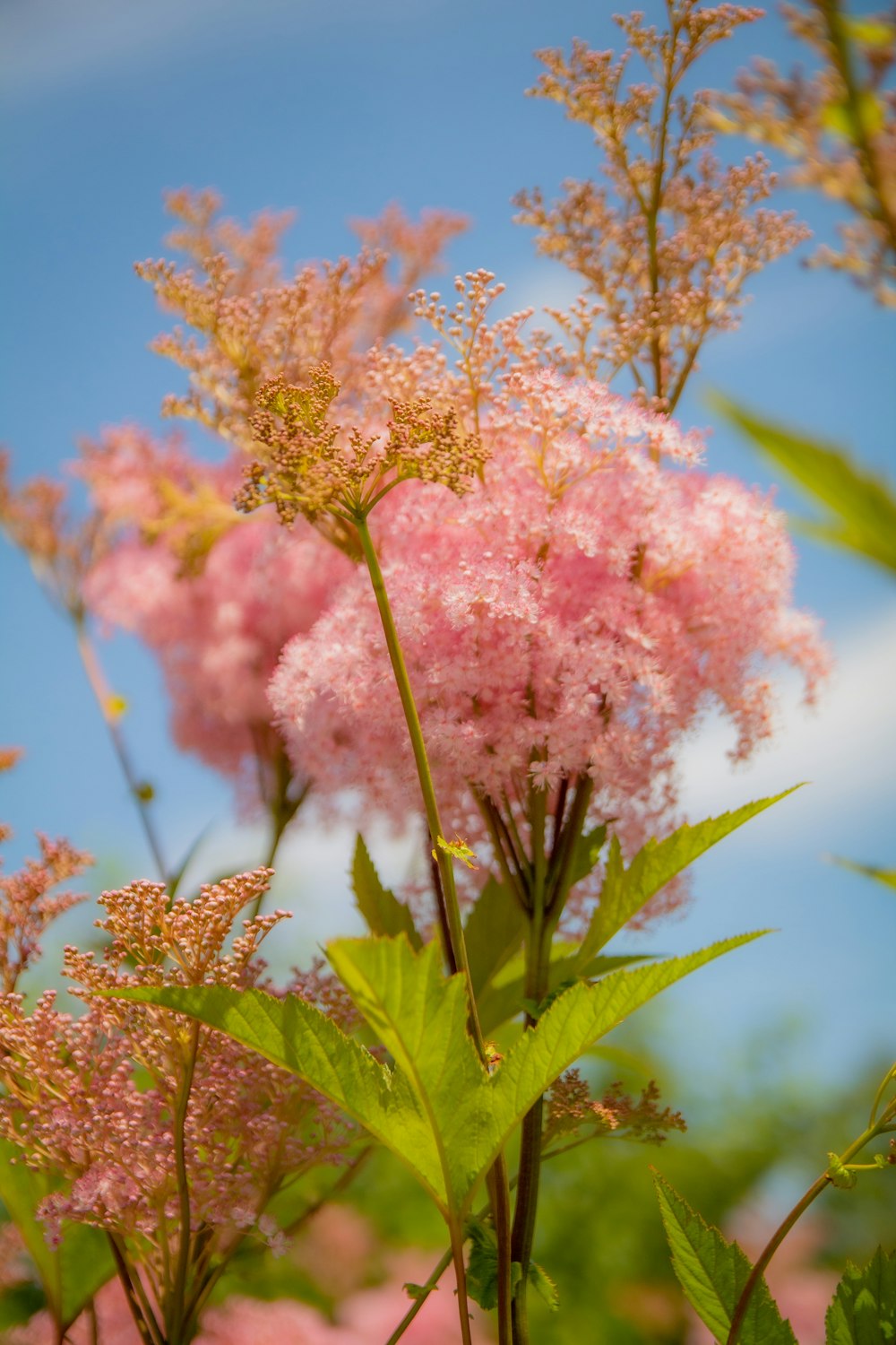 pink flowers with green leaves