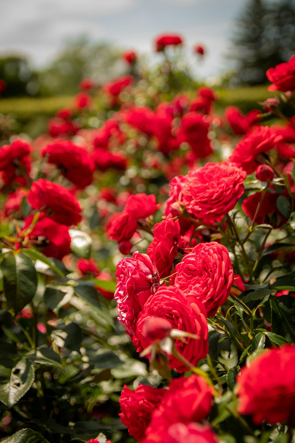 red flowers in tilt shift lens