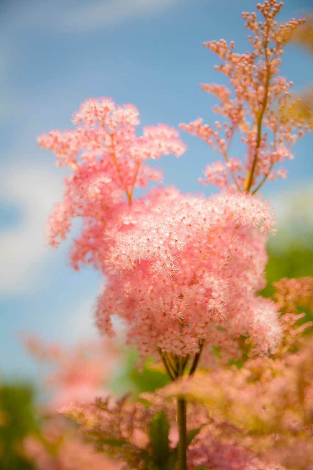 pink and white flower under blue sky during daytime