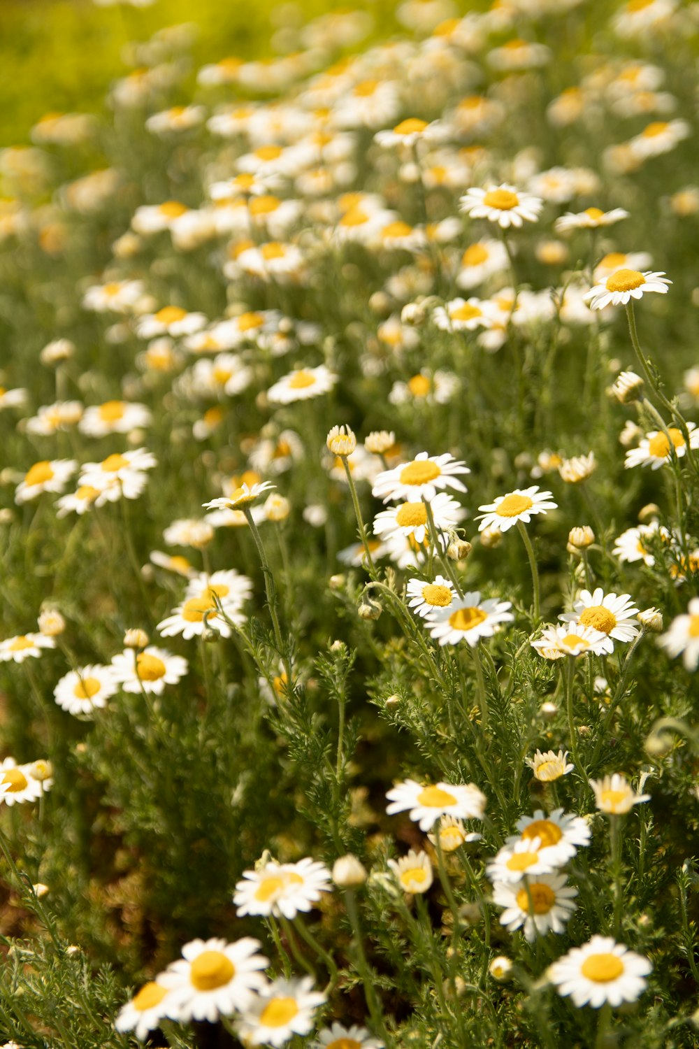 white and yellow daisy flower field during daytime
