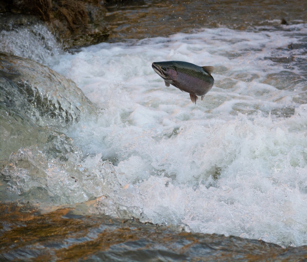 white and black bird flying over water falls