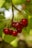 A branch with several ripe, glossy red cherries hanging against a backdrop of green leaves. The cherries appear fresh and vibrant, reflecting natural light.