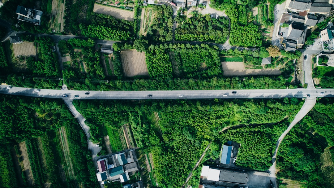 aerial view of green trees and houses during daytime