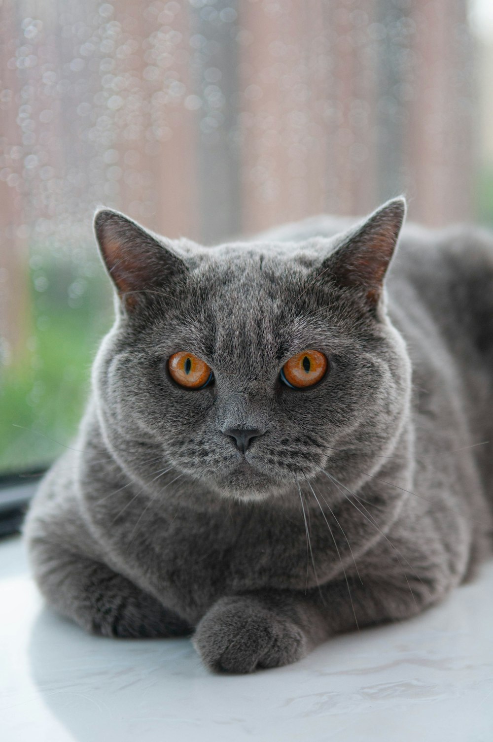 gato azul russo no têxtil branco