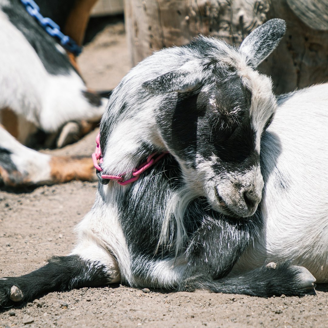 white and black goat on brown sand during daytime