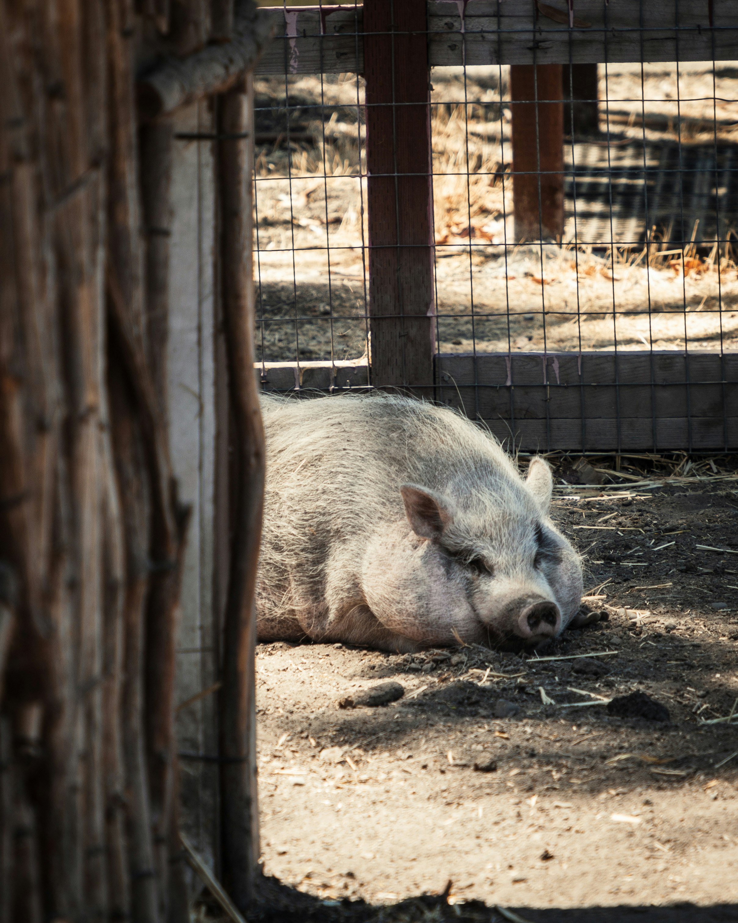 gray pig in cage during daytime