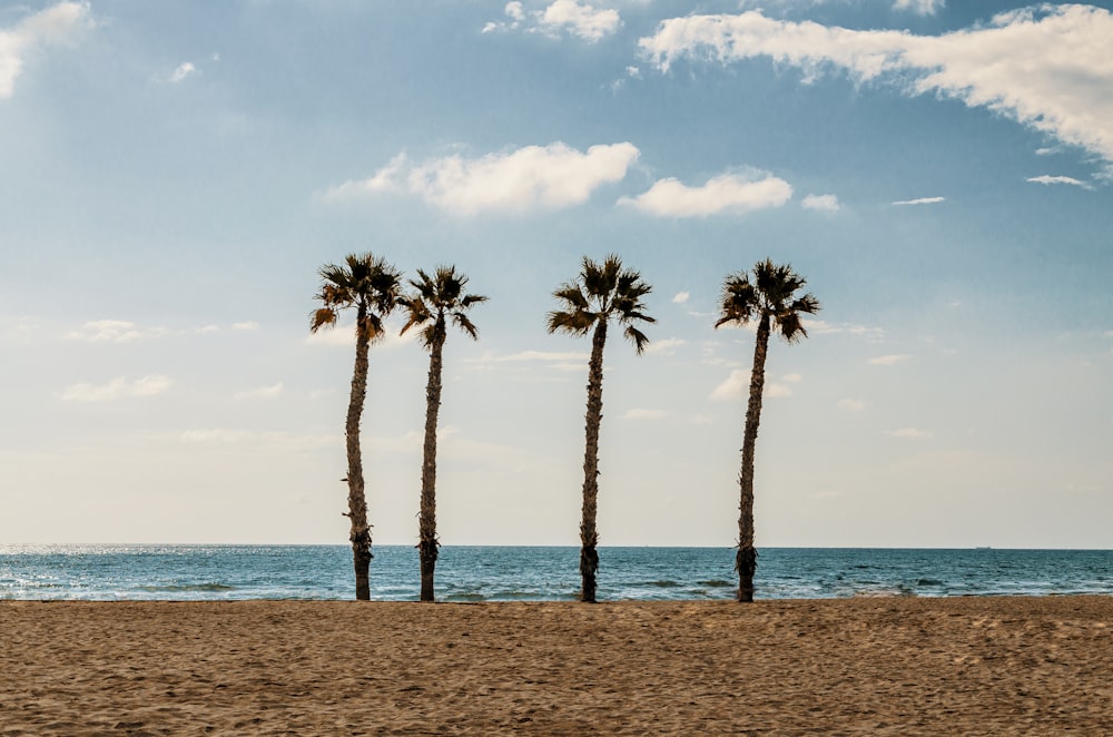 palm trees on beach shore during daytime
