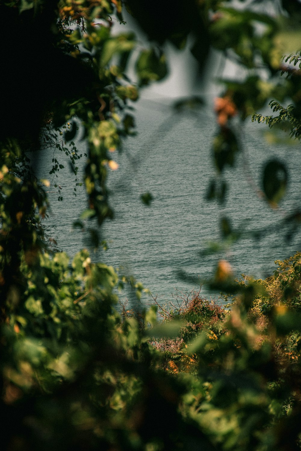 green plants near body of water during daytime