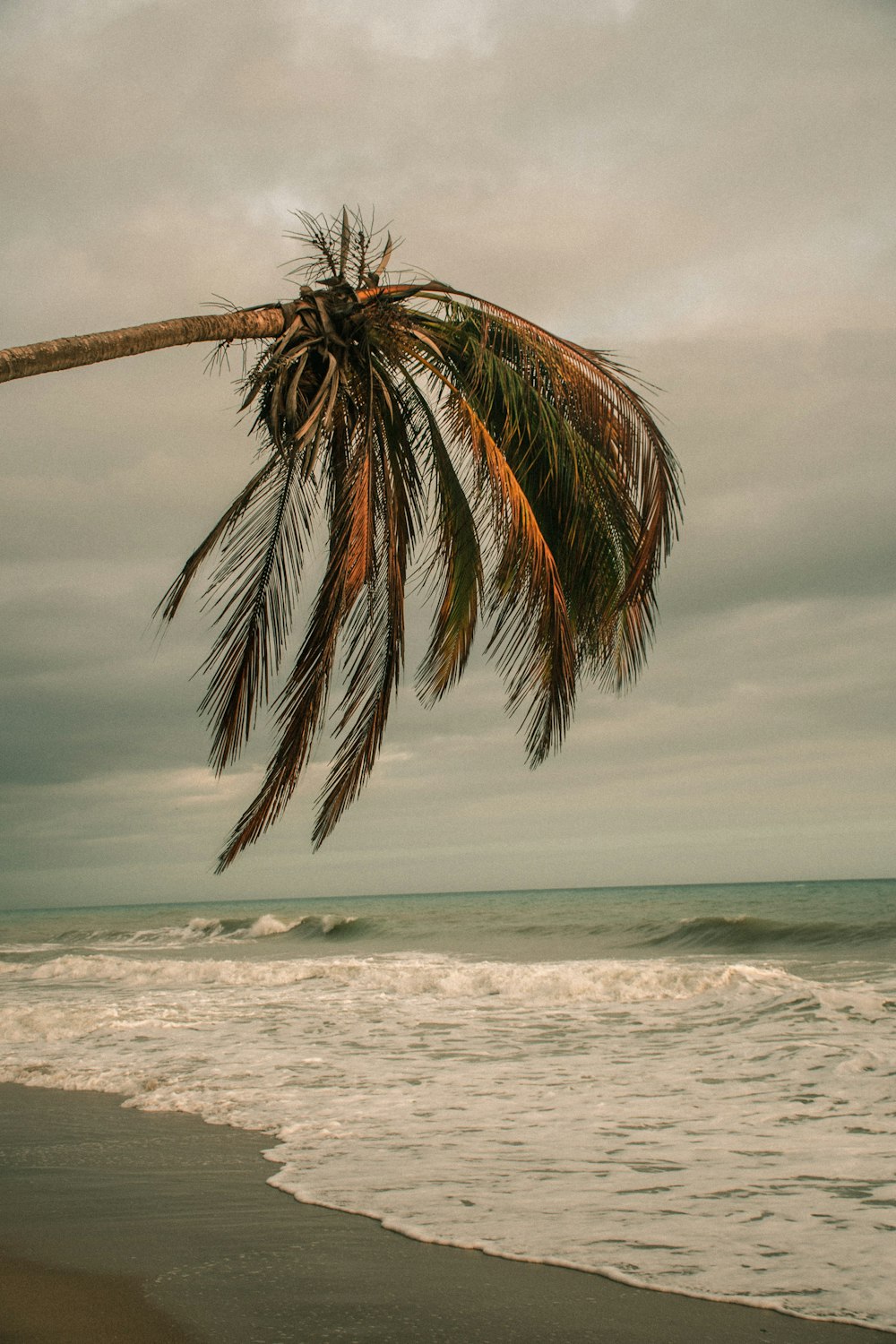 palmeira perto do mar sob o céu nublado durante o dia