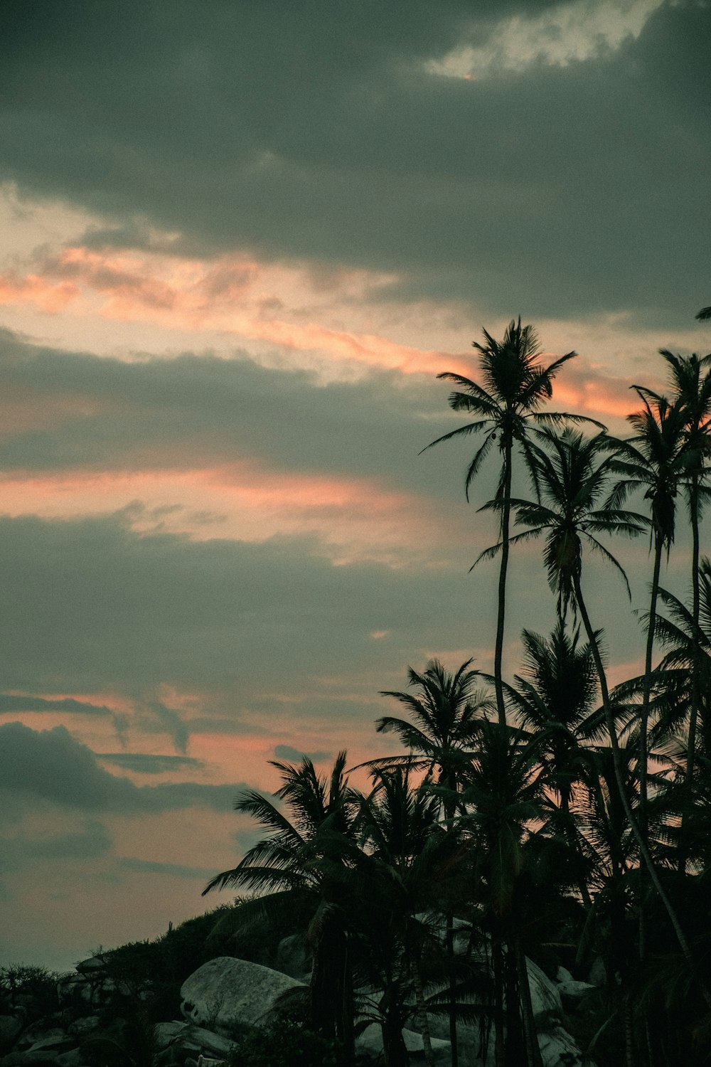green palm trees under cloudy sky during daytime