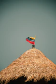 red and yellow bird on brown nest