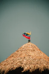 red and yellow bird on brown nest
