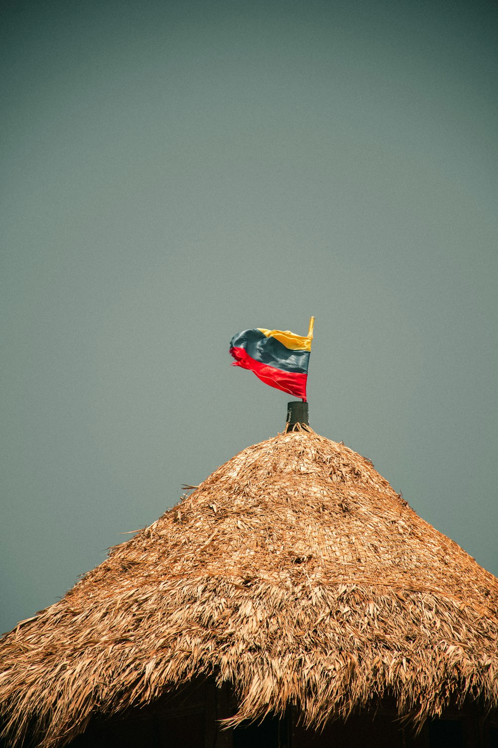 red and yellow bird on brown nest