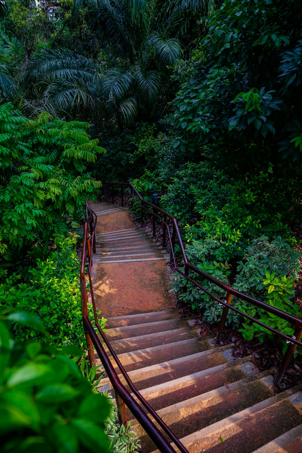녹색 식물 사이의 갈색 나무 계단