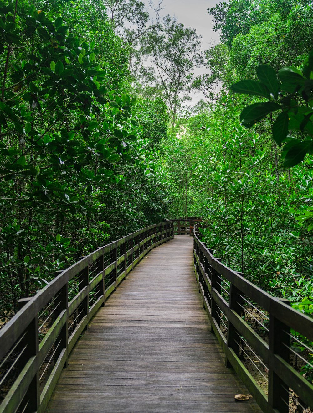 brown wooden bridge in the middle of green trees