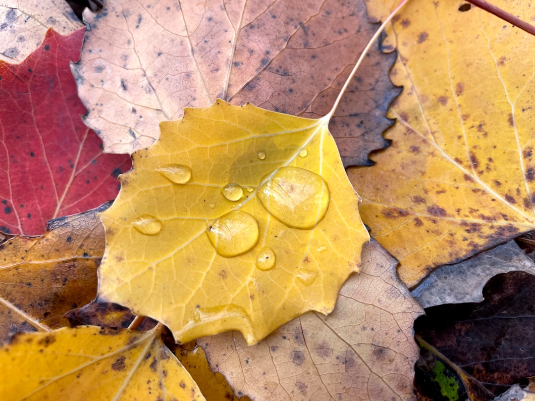 yellow leaf with water droplets