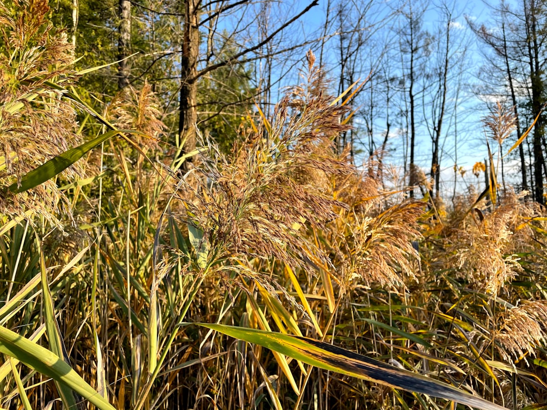 green grass field during daytime