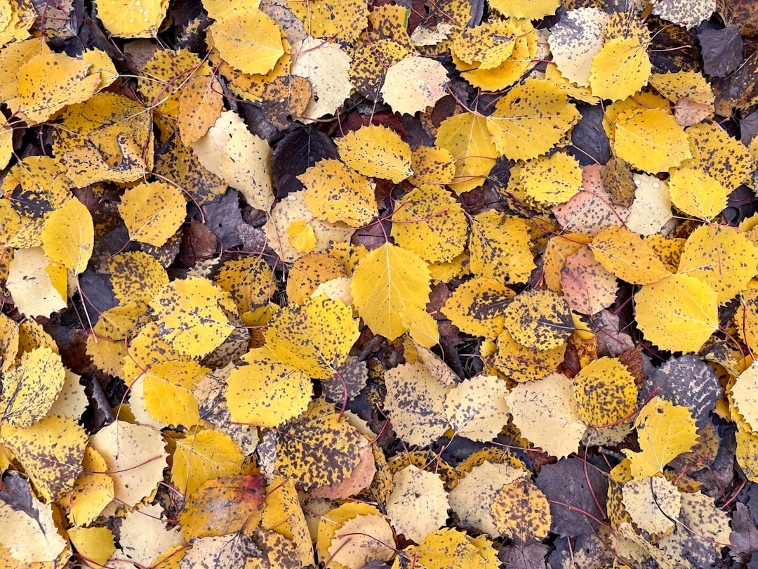 yellow and brown leaves on ground