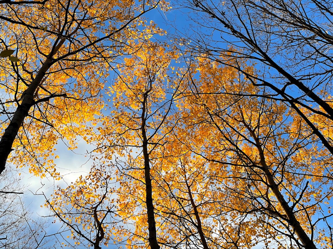 brown tree under blue sky during daytime