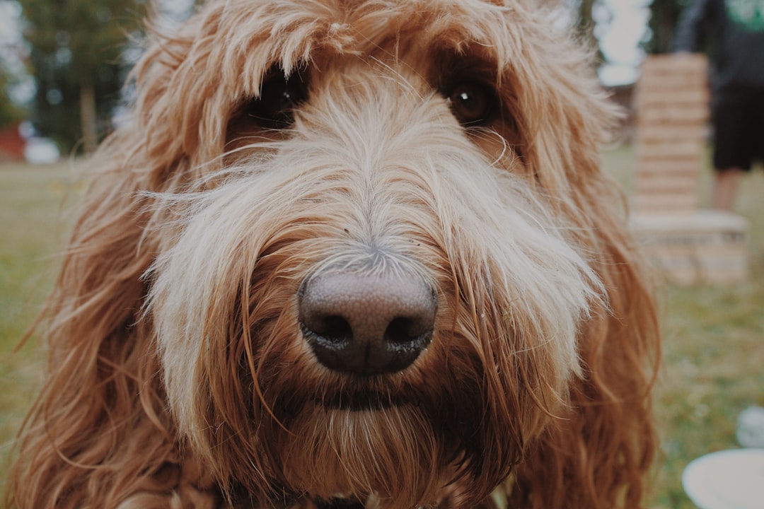 brown long coat small dog