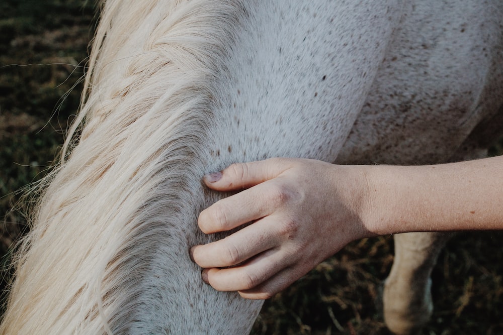 Persona che tiene la testa di cavallo bianca