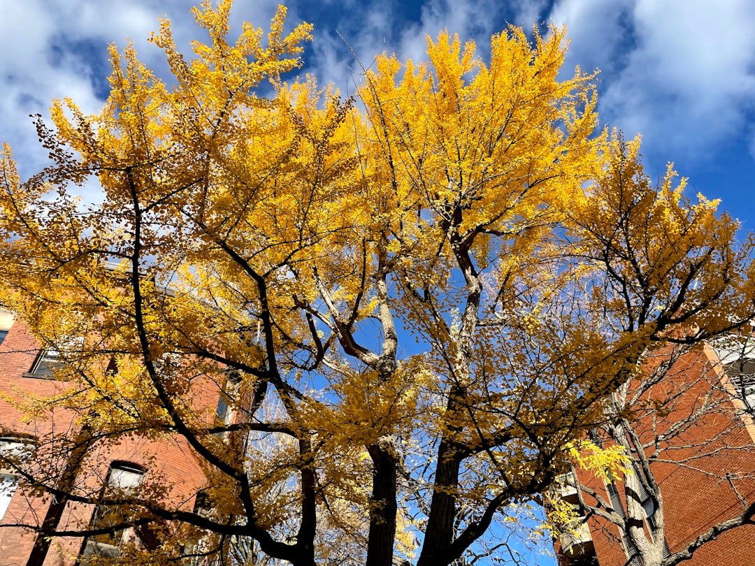 yellow leaf tree near brown concrete building during daytime