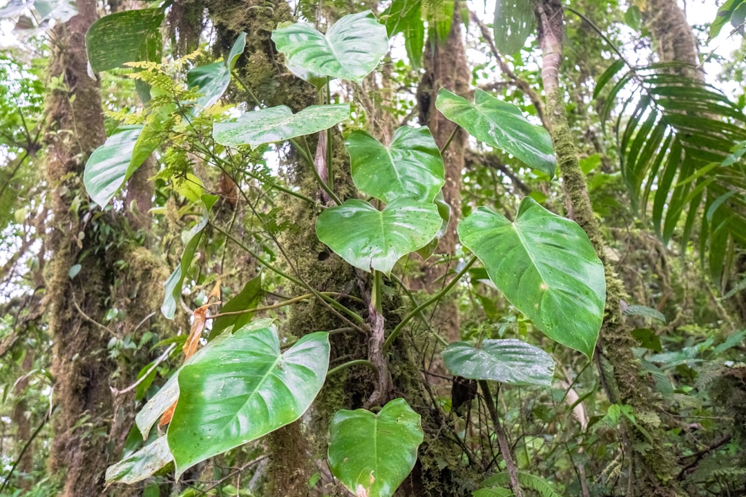 green leaves on brown tree