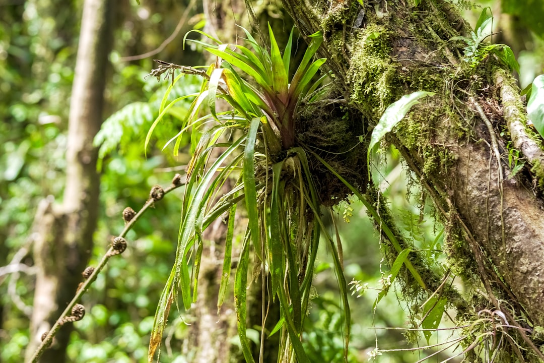 green plant on brown tree trunk