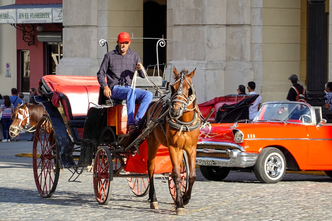 man in blue jacket riding horse carriage during daytime