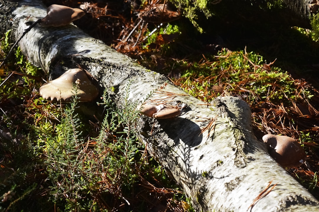 brown and gray tree trunk