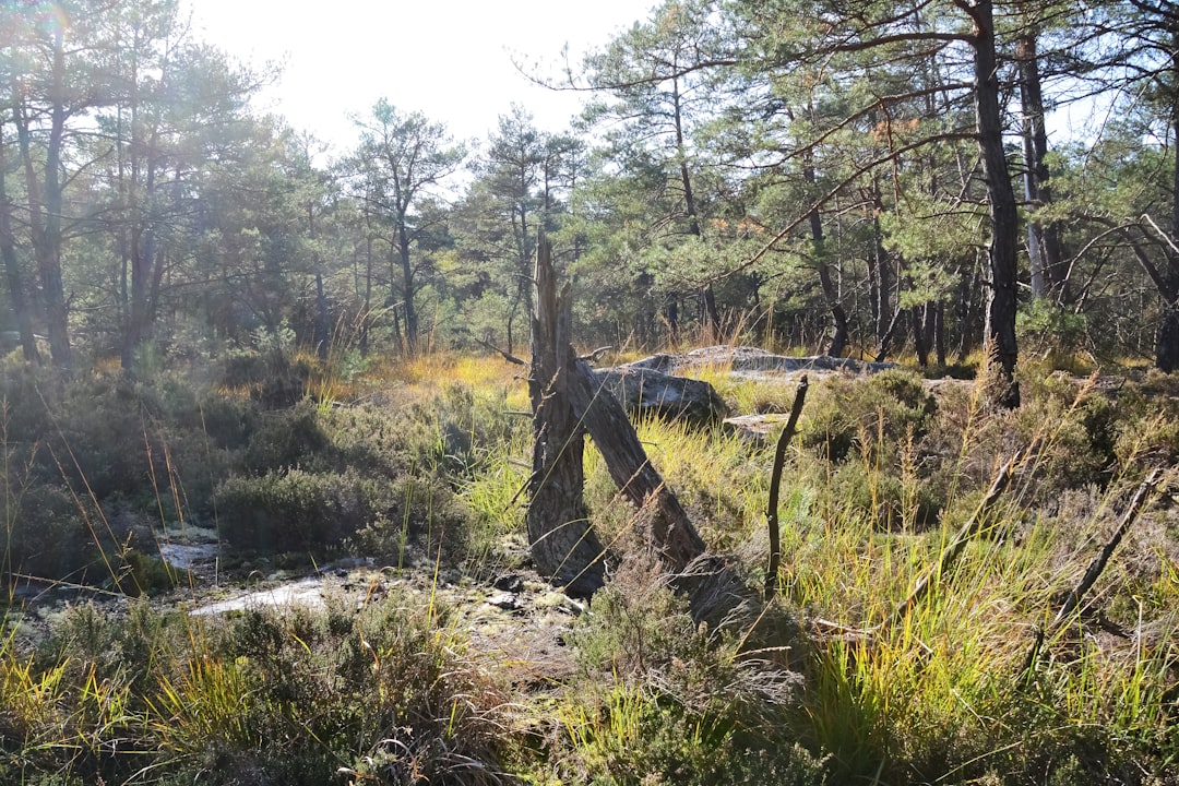 green grass and trees near river during daytime