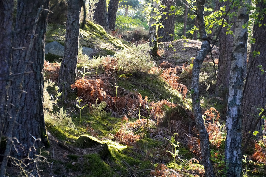 brown and green moss on tree trunk