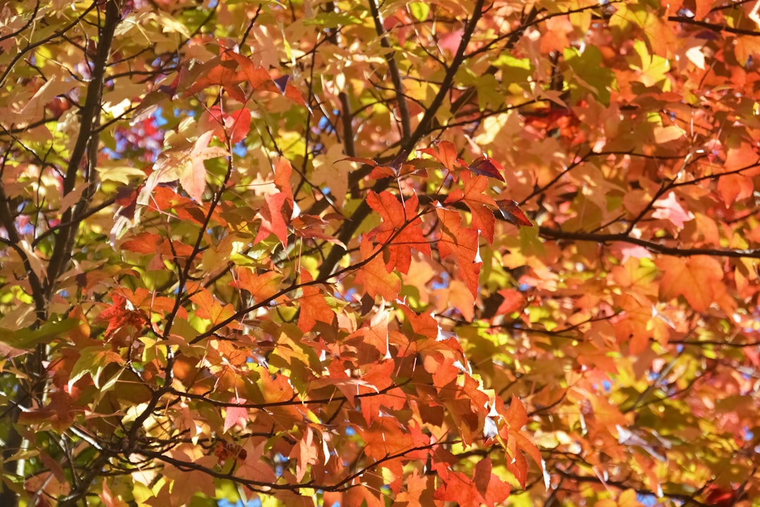 brown and green leaves during daytime