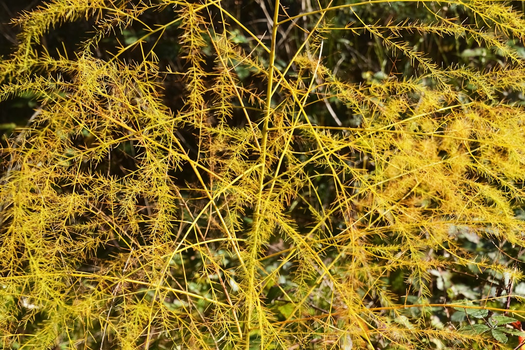 brown and green grass during daytime