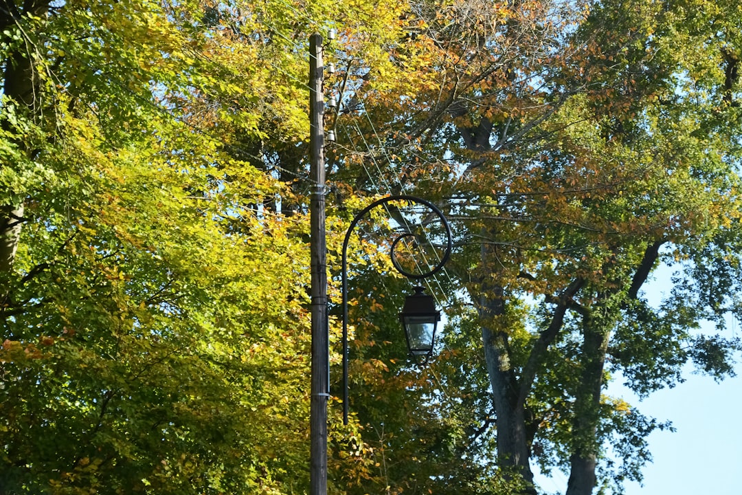 black street light near green trees during daytime