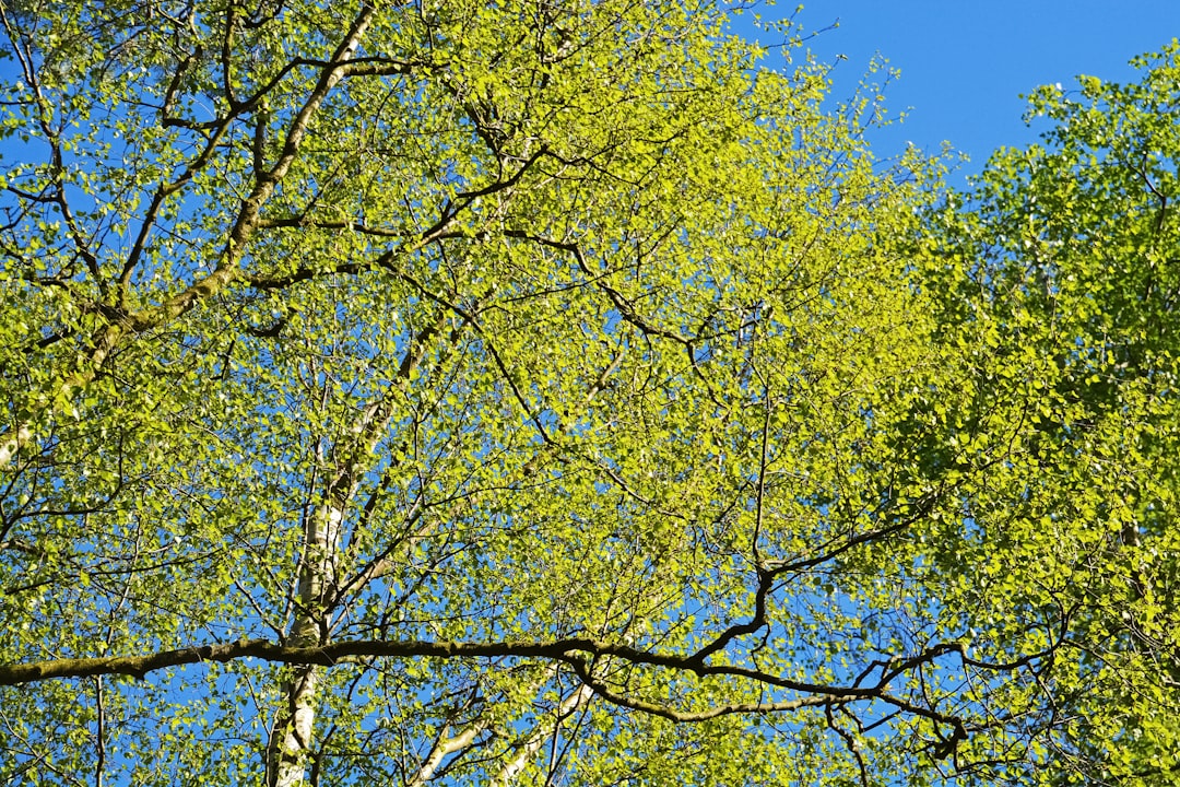 yellow leaf tree under blue sky during daytime