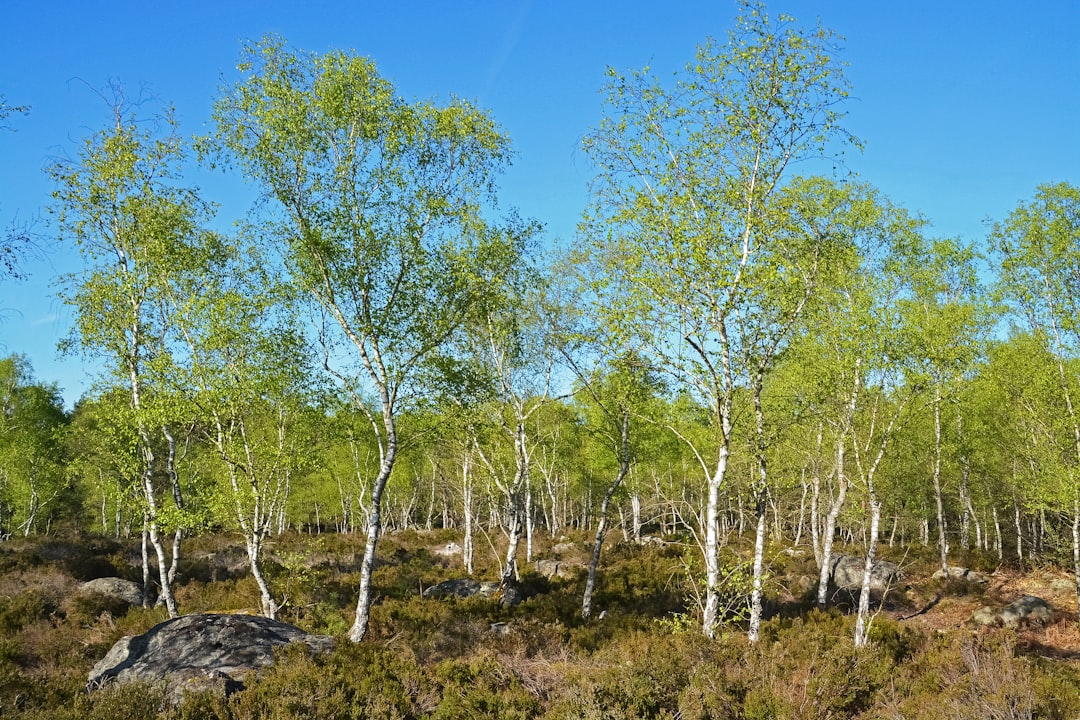 green trees under blue sky during daytime