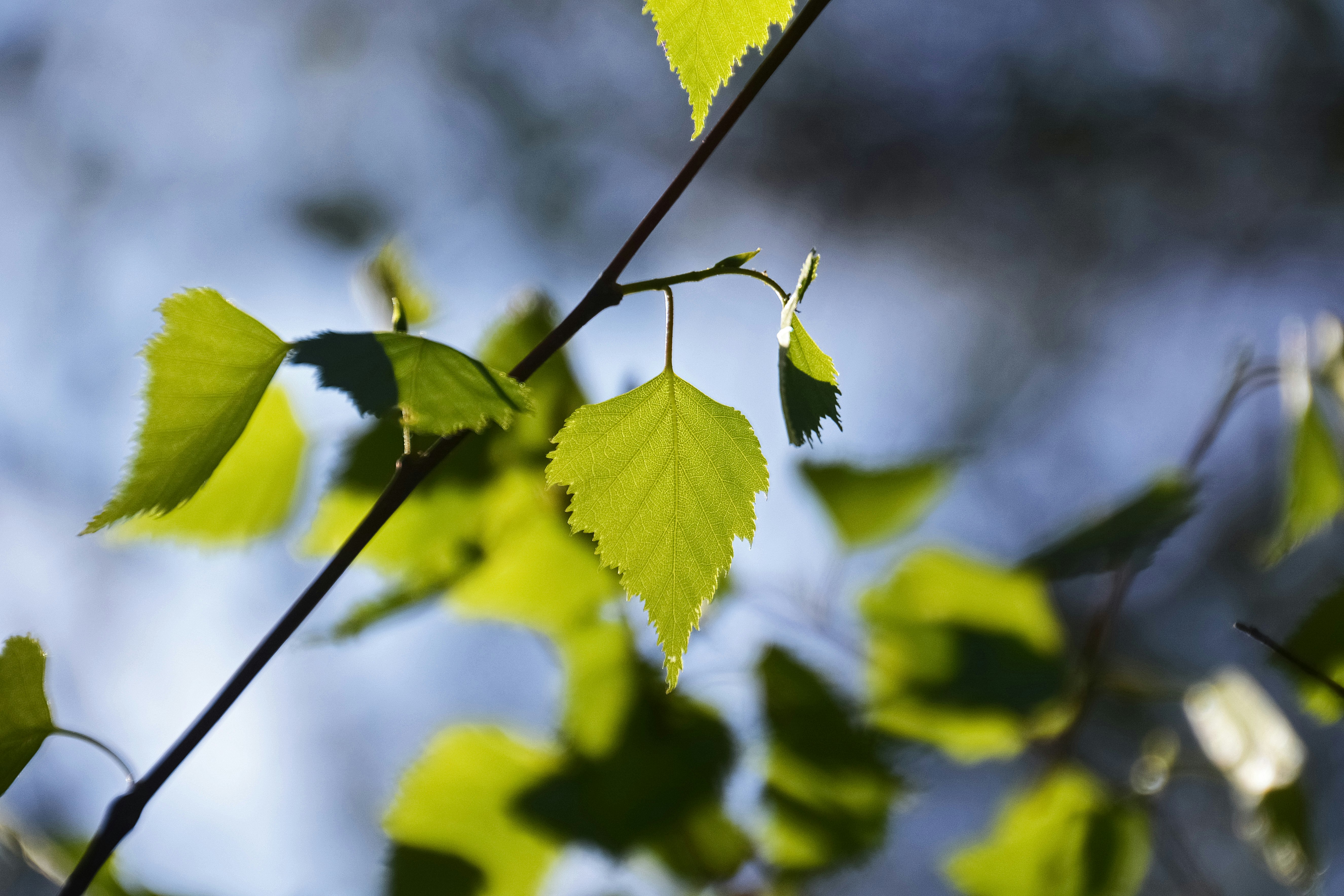 green leaf plant in close up photography