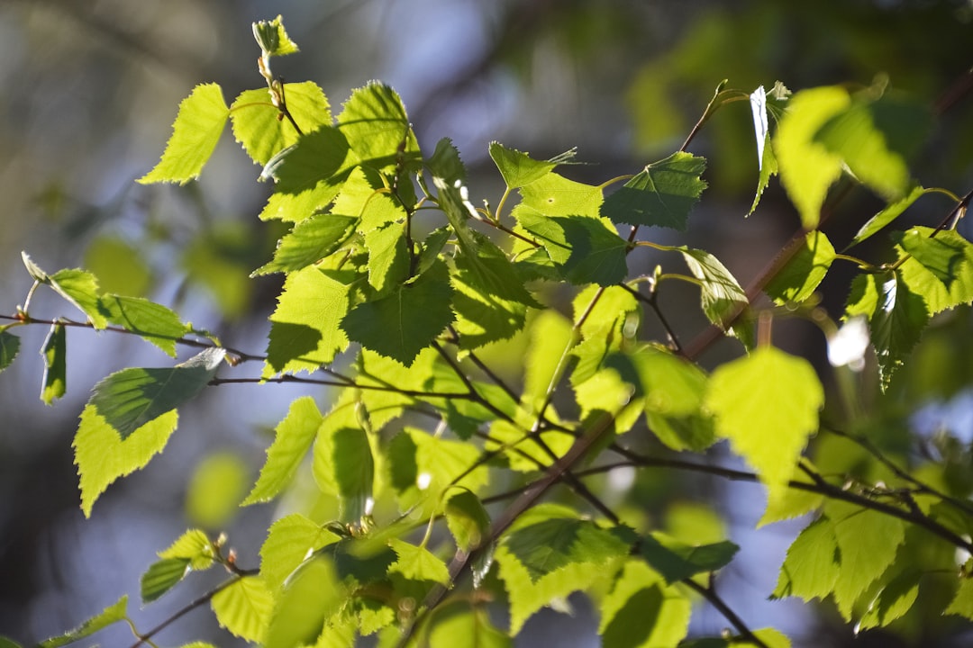 green leaves in tilt shift lens