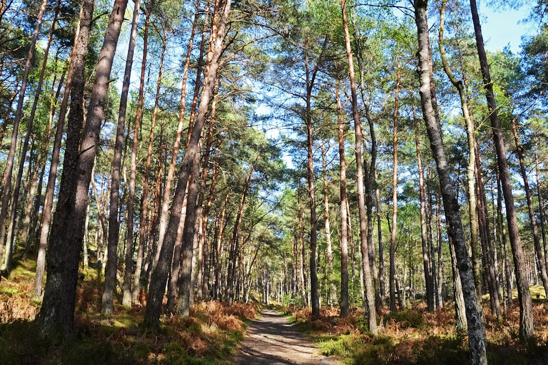 green trees on brown soil during daytime