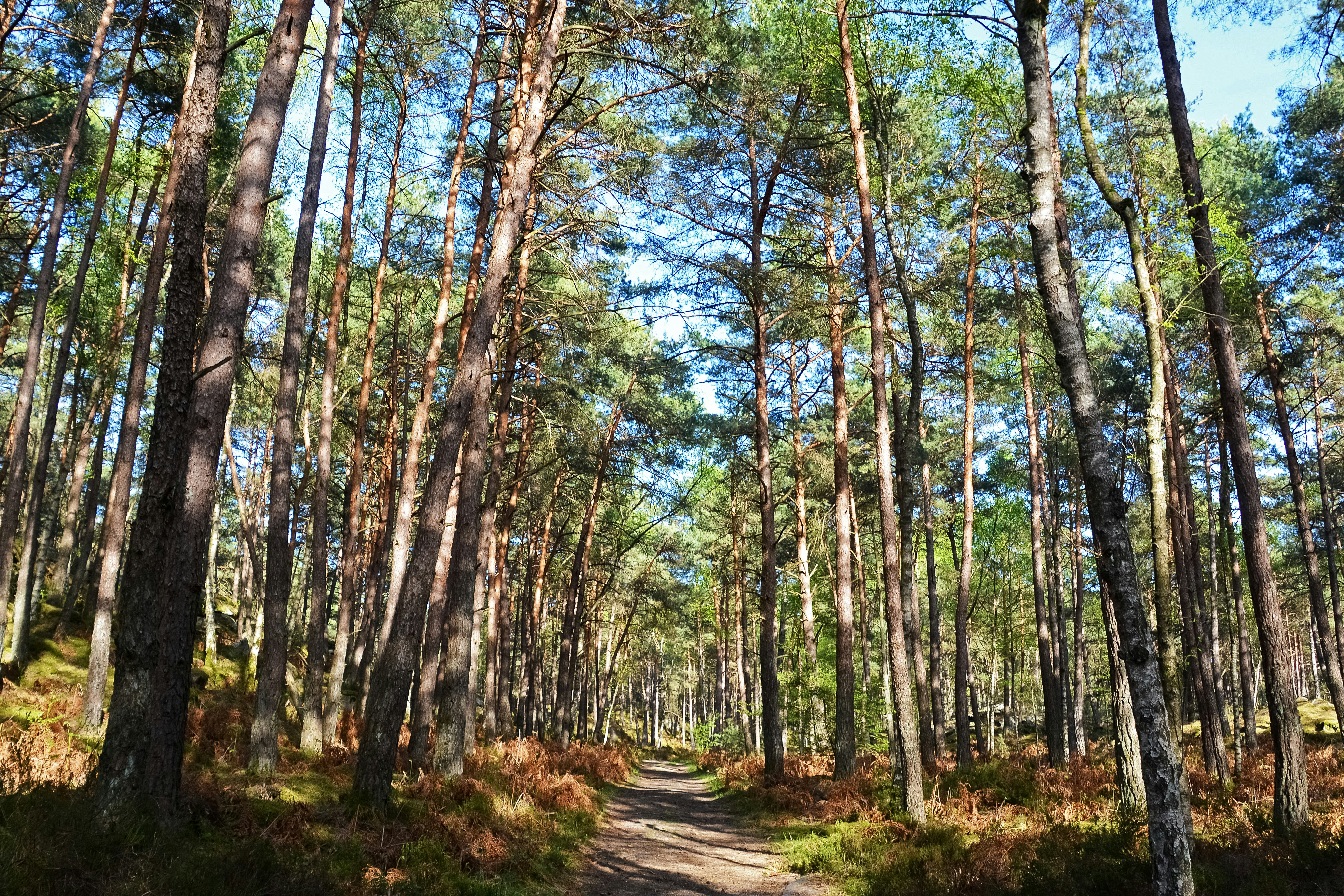 green trees on brown soil during daytime