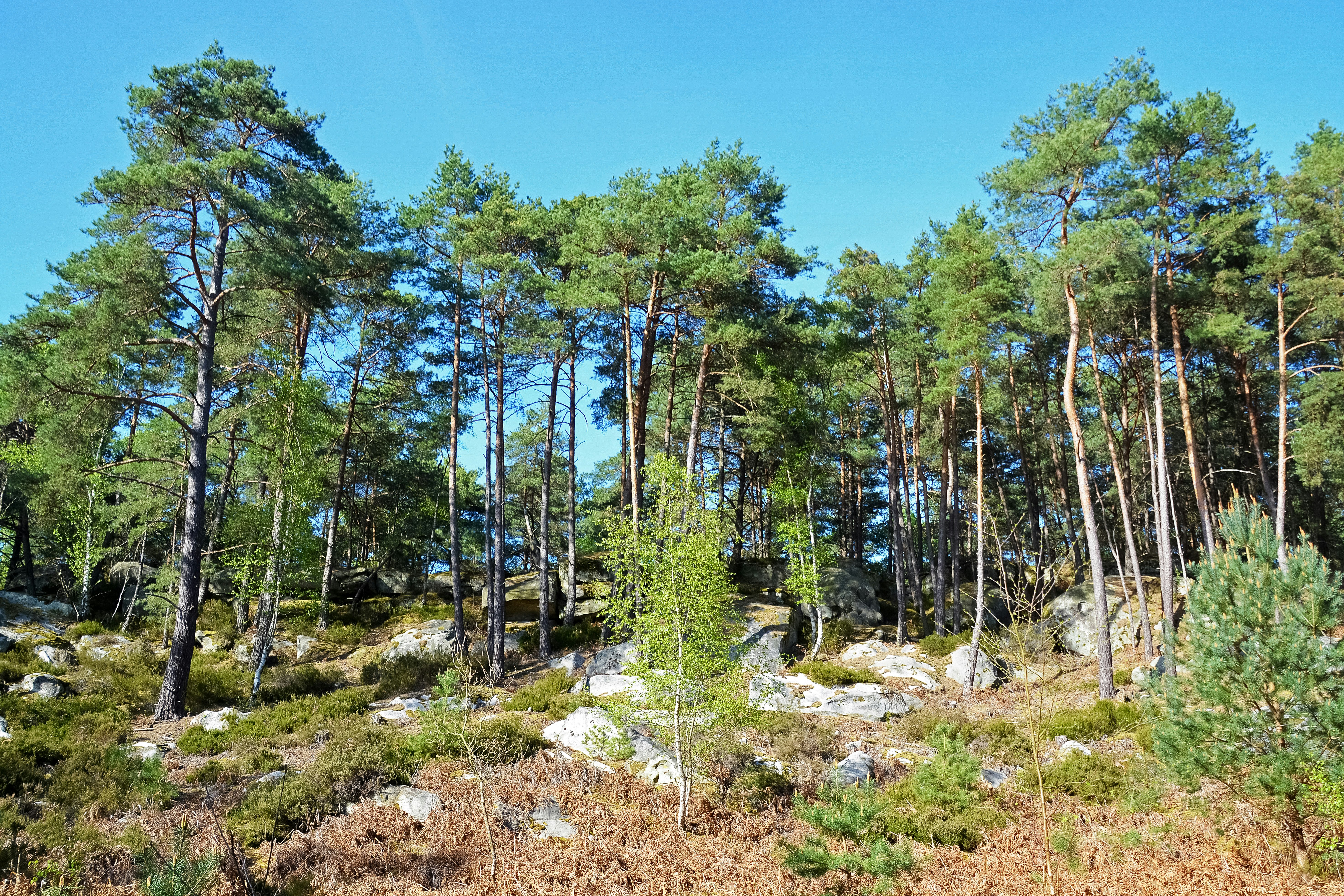 green trees under blue sky during daytime