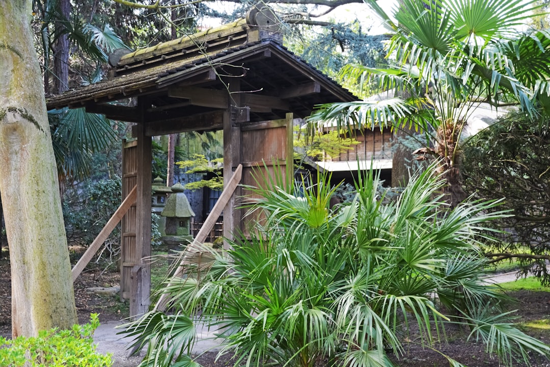 brown wooden gazebo near green palm tree during daytime