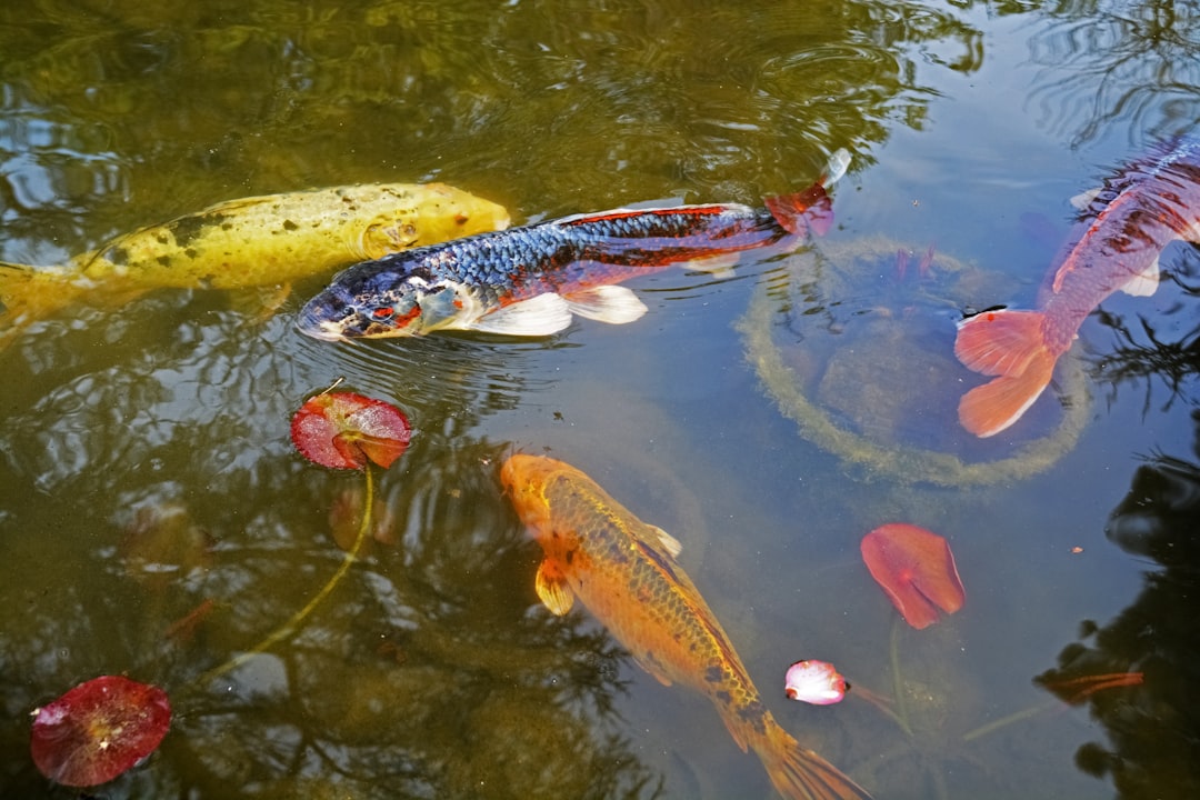 white and orange koi fish on water