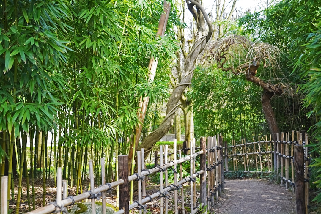 brown wooden fence near green trees during daytime