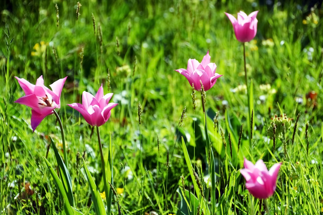 pink flower on green grass field during daytime